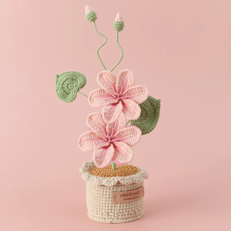 Potted Poinsettia Flower