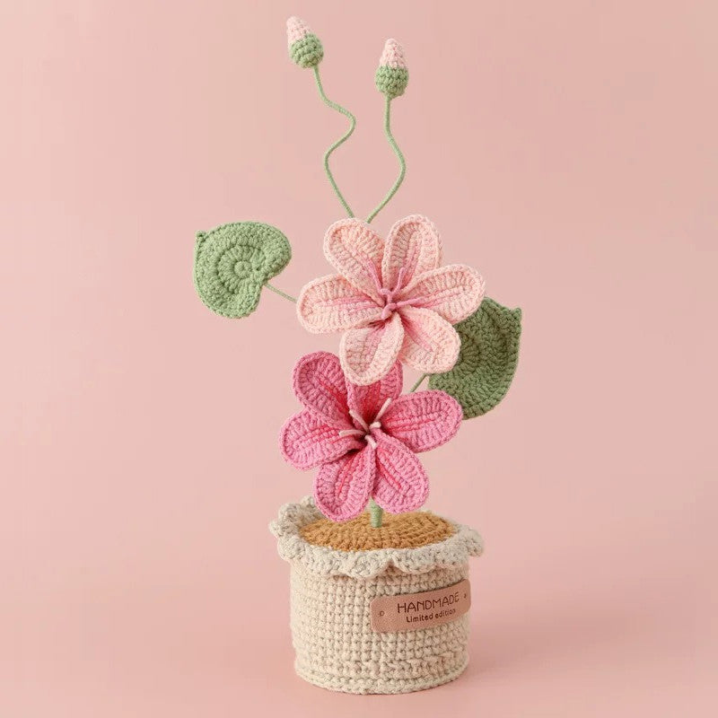 Potted Poinsettia Flower
