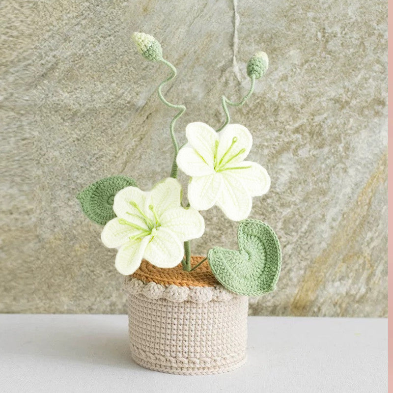 Potted Poinsettia Flower